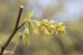 Spike winter hazel Corylopsis spicata, close-up pale yellow flowers